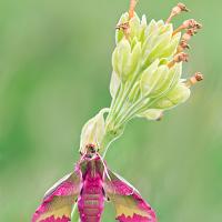 Small Elephant Hawkmoth 2 